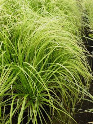 CAREX dol.GOLD FOUNTAINS - Click Image to Close
